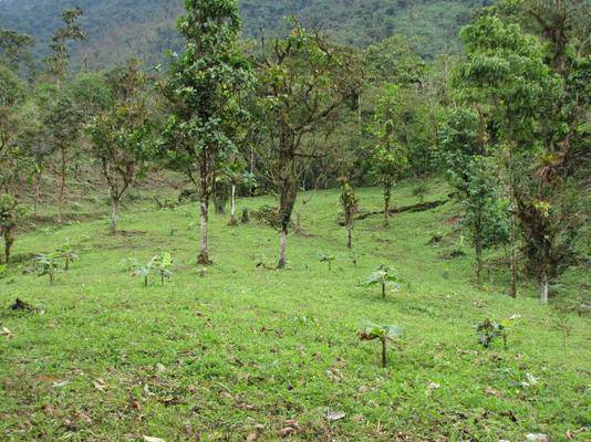 Haciendas en Venta Guayupe, el Limonal, Chinanbi - Mira