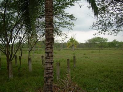 Terrenos en Venta  - Tosagua